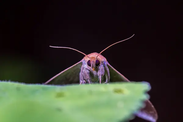 Tipo Insectos Llamado Insecto — Foto de Stock