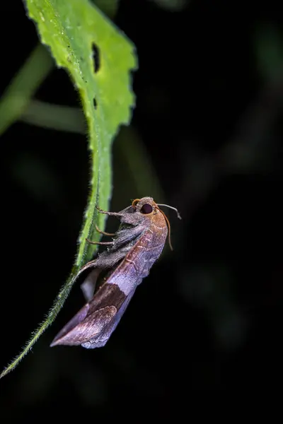 Pequeña Bolsa Fauna Criatura Insecto — Foto de Stock