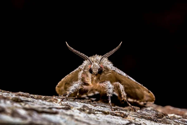 Primer Plano Una Araña Sobre Fondo Negro — Foto de Stock