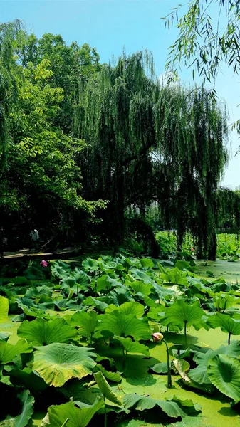 Bosque Verde Parque — Foto de Stock