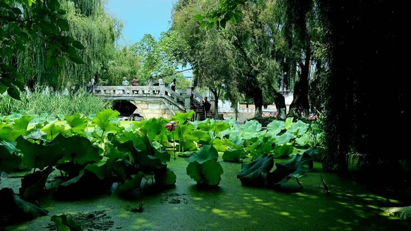 beautiful garden in spring time