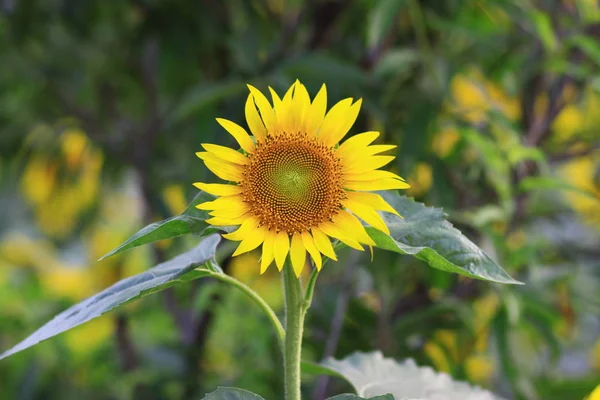 Zonnebloemblaadjes Bloemen Natuur — Stockfoto