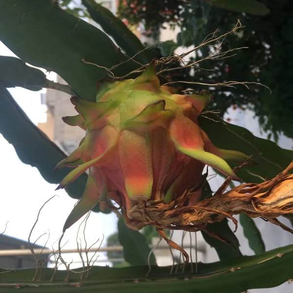 a bunch of red dragon fruit on a tree