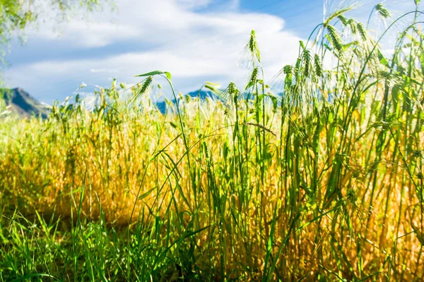 Picturesque View Outdoor Scene — Stock Photo, Image