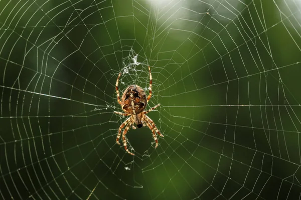 Pókháló Növény Állatvilág — Stock Fotó