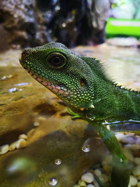 iguana lizard, exotic animal