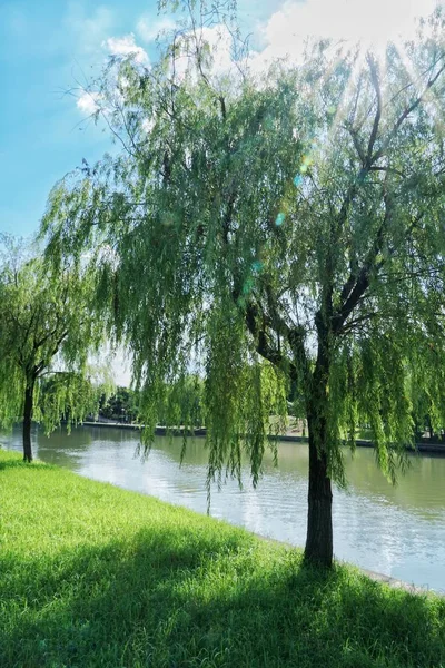 Hermoso Paisaje Con Árboles Hojas Verdes — Foto de Stock