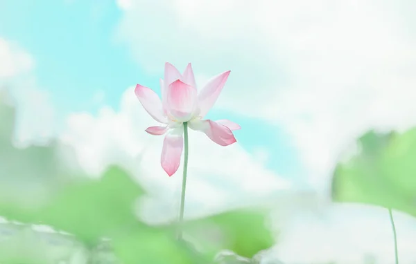 Roze Lotusbloem Tuin — Stockfoto