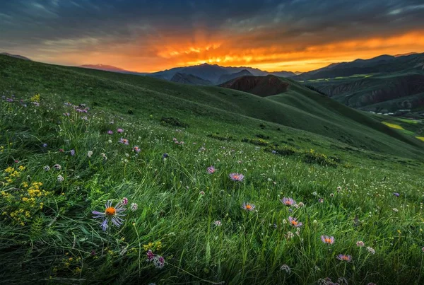 Schöne Frühlingslandschaft Mit Blumen — Stockfoto