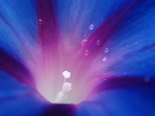 beautiful pink flower background