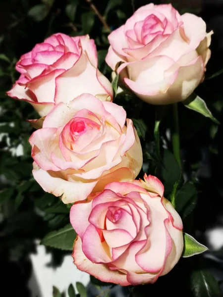 Hermosas Rosas Rosadas Jardín — Foto de Stock