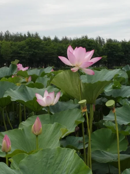 Flor Loto Rosa Estanque — Foto de Stock