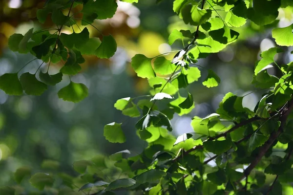 Folhas Folhagem Flora Verão Verde — Fotografia de Stock