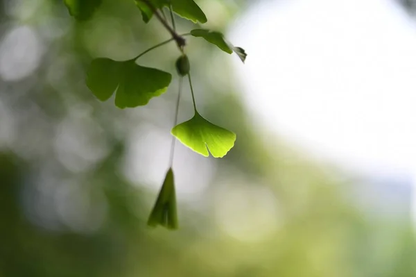 Follaje Hojas Verdes Flora Naturaleza — Foto de Stock