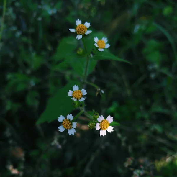 stock image beautiful flowers of wild flower in the garden