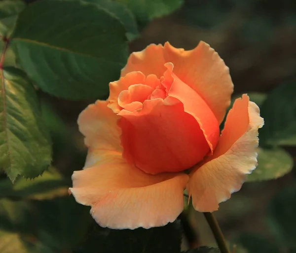 Rosa Roja Jardín — Foto de Stock