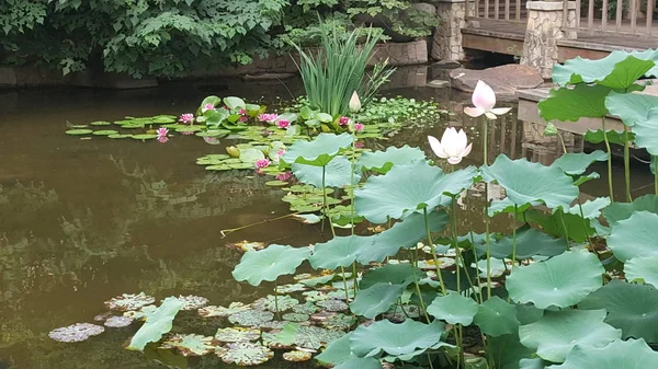 Hermosas Flores Jardín — Foto de Stock