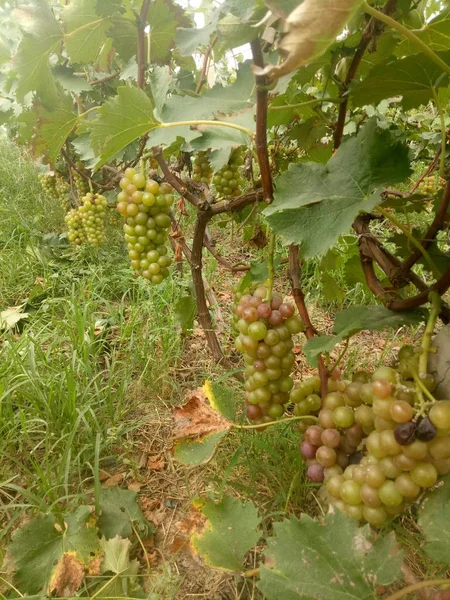 Uvas Verdes Árbol Jardín — Foto de Stock