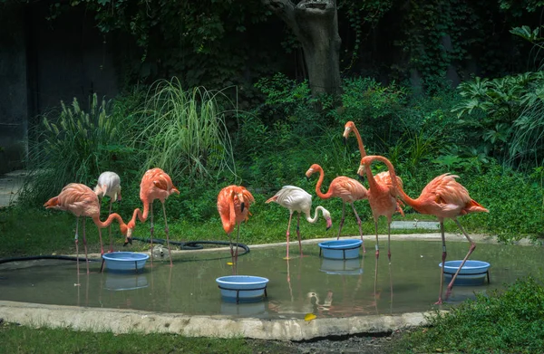 Imagem Belo Pássaro Conceito Ornitologia — Fotografia de Stock