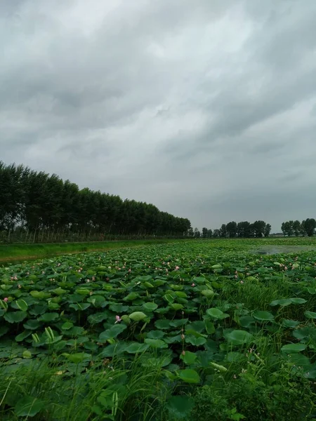 Campo Campo Hierba Paisaje — Foto de Stock