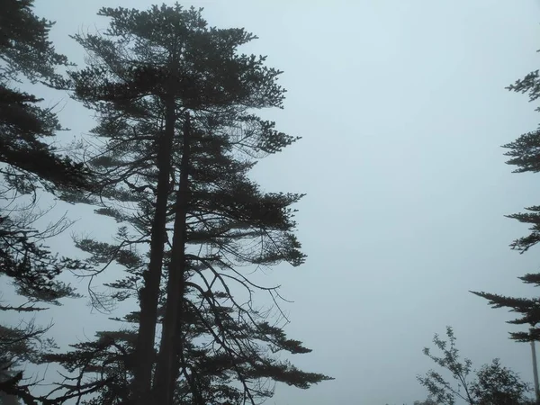 Foresta Invernale Mattino — Foto Stock