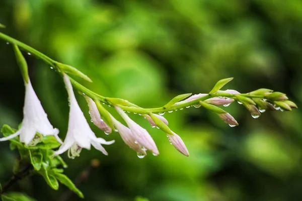 美丽的植物学照片 天然壁纸 — 图库照片