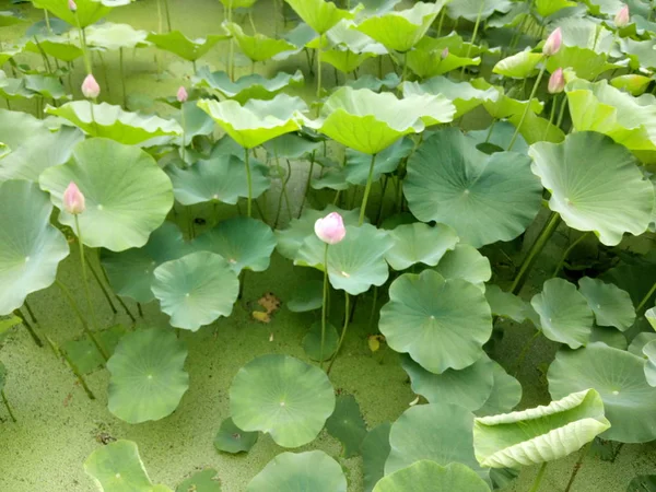 Flor Loto Verde Estanque — Foto de Stock