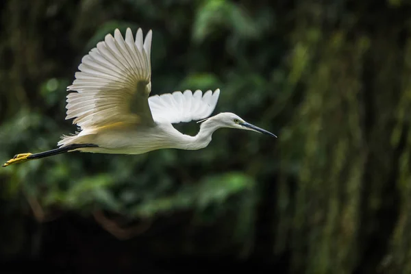 Vue Oiseau Mignon — Photo