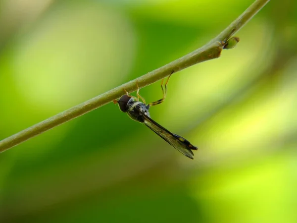 Insecto Flora Fauna — Foto de Stock