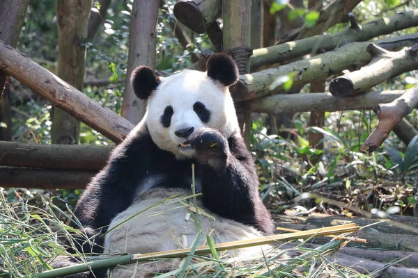 Panda Beruang Hewan Kebun Binatang — Stok Foto