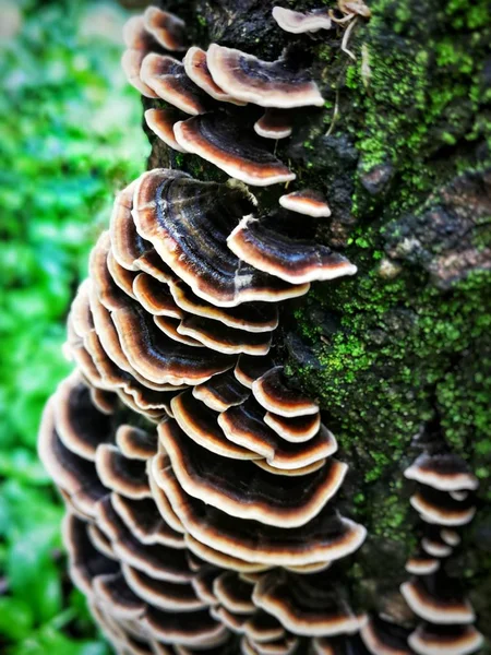 mushrooms in forest, flora and fauna