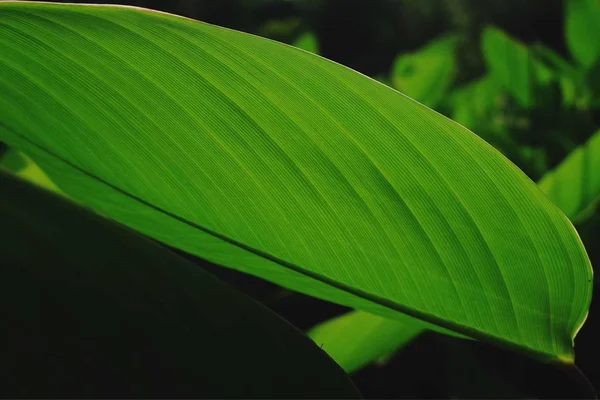 Hoja Verde Textura Fondo — Foto de Stock