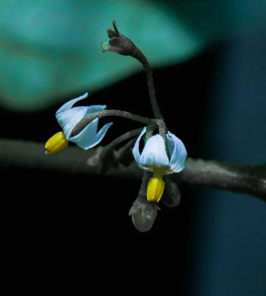 Hermosas Flores Primavera Una Rama — Foto de Stock