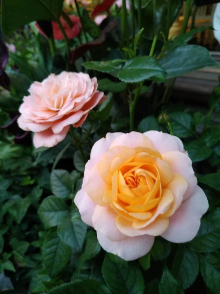 Hermosas Rosas Rosadas Jardín — Foto de Stock