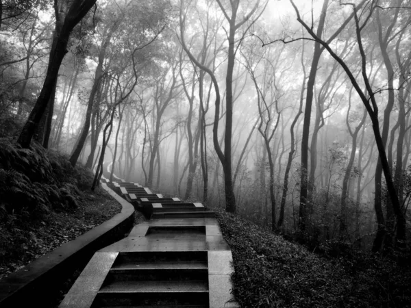 Caminho Vazio Floresta — Fotografia de Stock