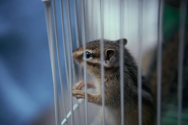 Meerkat Dans Zoo — Photo