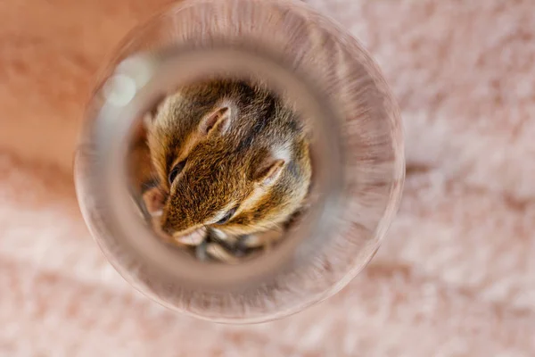 Uitzicht Een Kat — Stockfoto