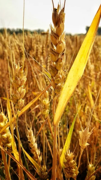 agriculture field, farm plants and flora