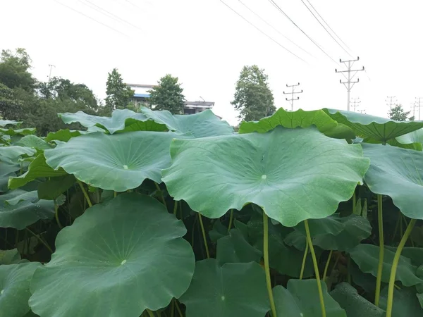 Repollo Verde Que Crece Jardín — Foto de Stock