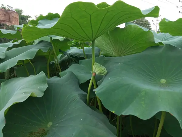 Hermoso Plano Botánico Fondo Pantalla Natural — Foto de Stock