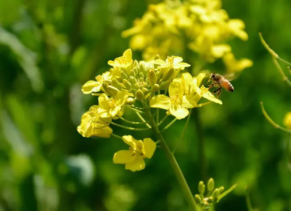 Flor Amarilla Jardín — Foto de Stock