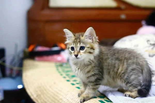 Gato Habitación — Foto de Stock