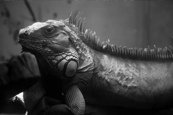 iguana lizard, exotic animal
