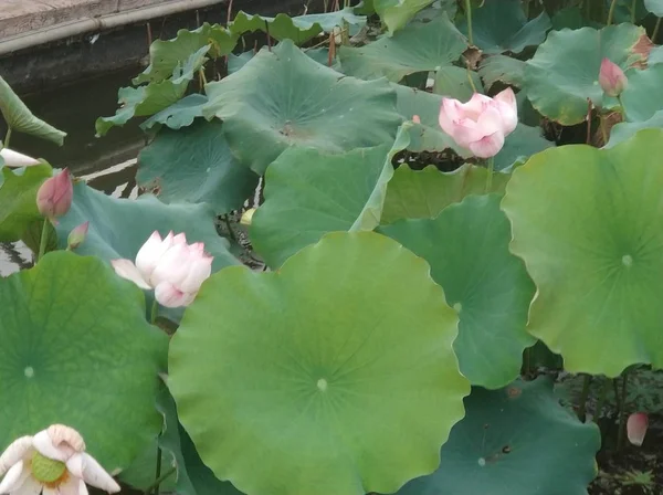 Flor Loto Estanque — Foto de Stock