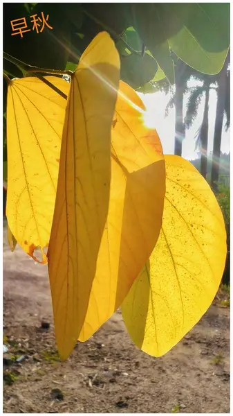 Las Hojas Otoñales Sobre Fondo Del Árbol — Foto de Stock