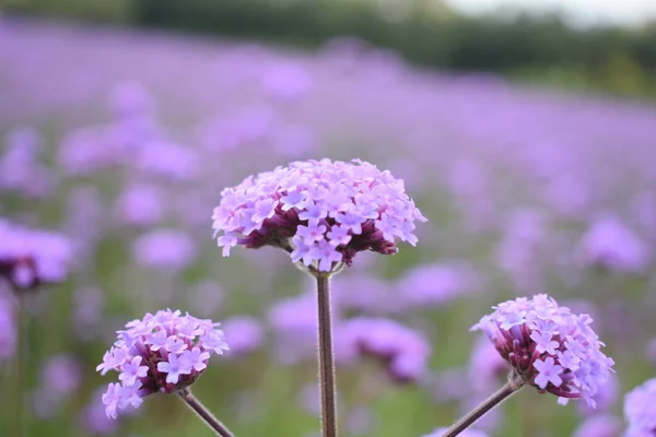 Blühende Schöne Gartenblumen Flora — Stockfoto