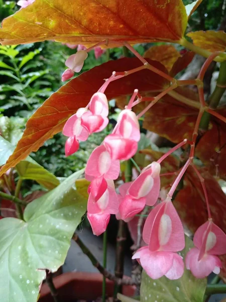 花园里的粉红百合花 — 图库照片