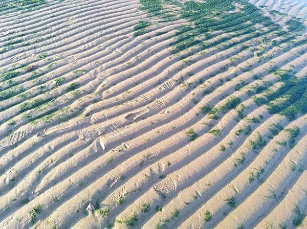 rice fields plantations, nature