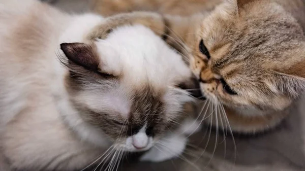 Hermoso Gato Cama — Foto de Stock