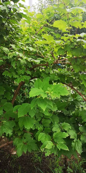 Plantas Verdes Que Crecen Jardín — Foto de Stock